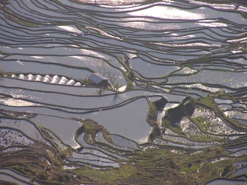 雲南元陽梯田圖片