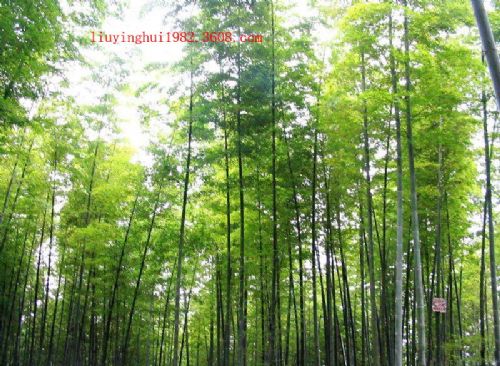 茶山竹海圖片
