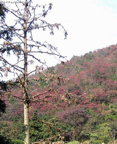 廣東從化石門紅葉美景圖片