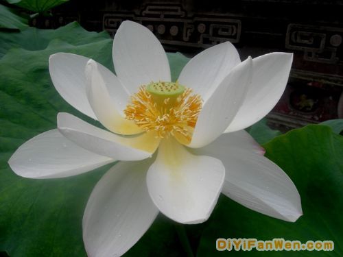 寶光寺內荷花開得正艷圖片