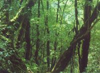 八大公山自然保護區圖片