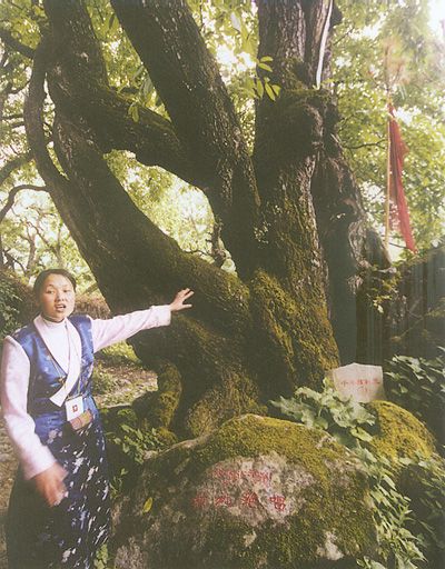 公眾村生態園圖片