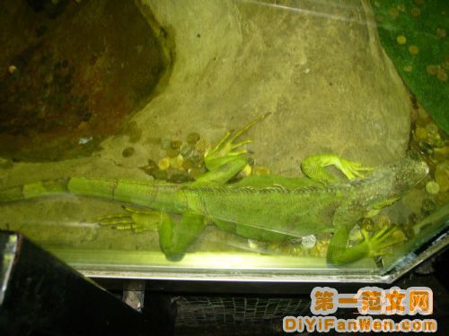 莫斯科動物園圖片