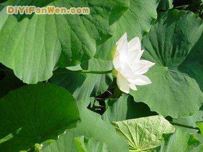 撫仙湖圖片