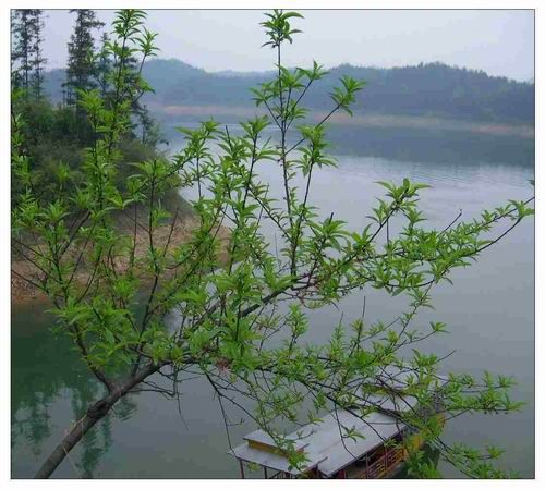 花岩溪圖片