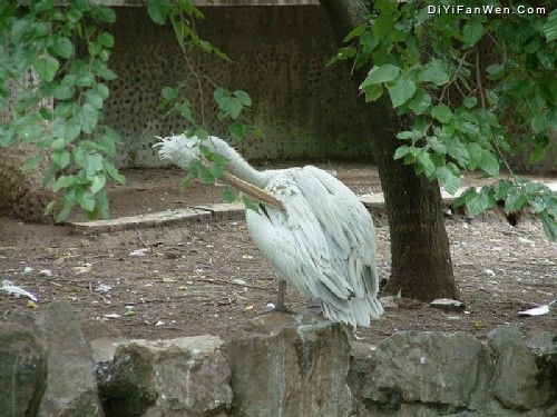 上海動物園圖片