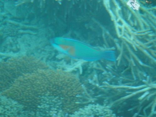沖繩之石垣島西表島圖片