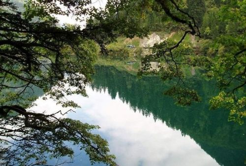 四川箭竹海圖片