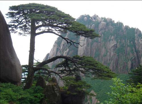 黃山奇松圖片