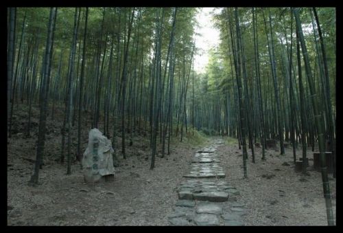江蘇南山竹海圖片
