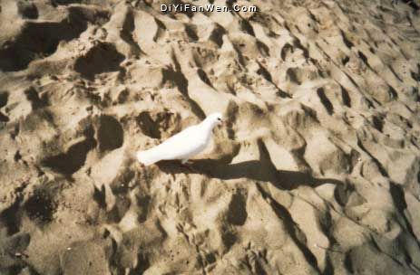 夏威夷風光圖片