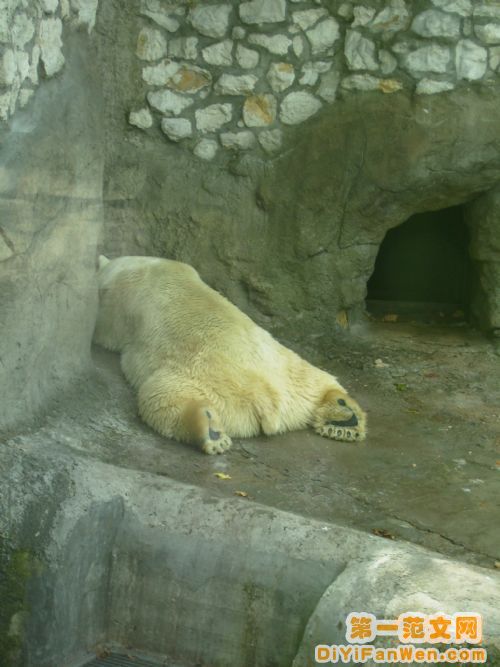 莫斯科動物園圖片