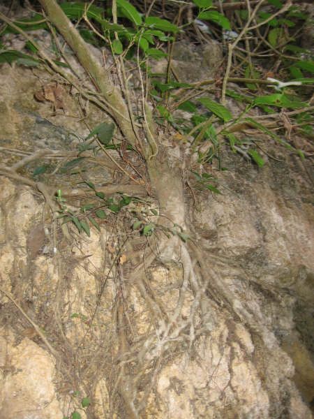 馬嶺河峽谷圖片