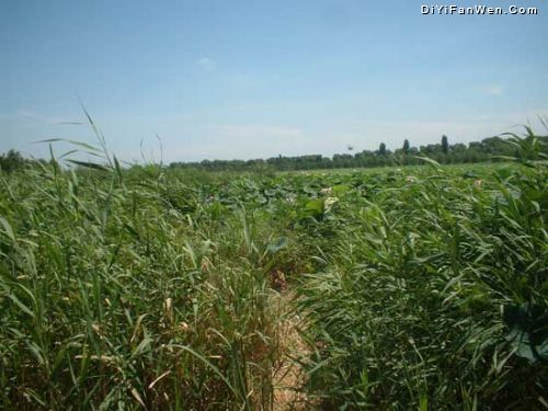 仙子湖圖片