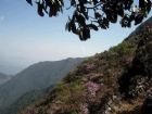 四川龍肘山