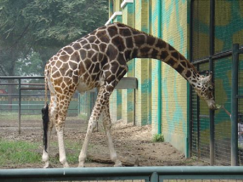 北京動物園圖片