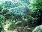 蒙山國家森林公園