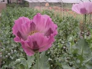 武漢中國科學院武漢植物園圖片
