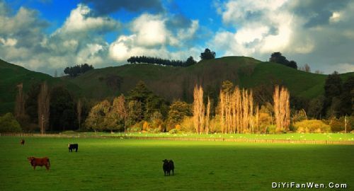 紐西蘭牧場圖片