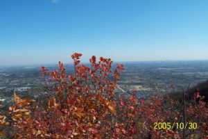 香山紅葉圖片