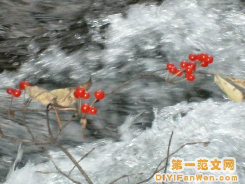 長白山谷底林海圖片