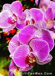鮮花港圖片