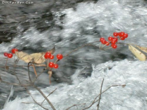 長白山谷底林海圖片