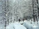 平崗積雪