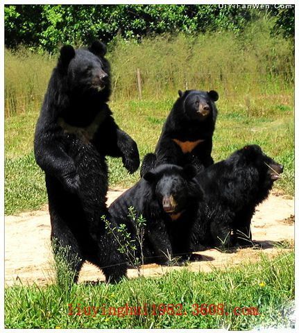 香江野生動物世界圖片