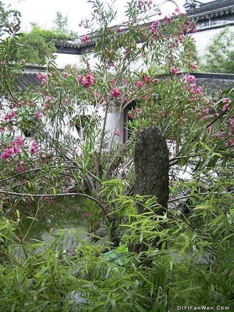蘇州拙政園圖片