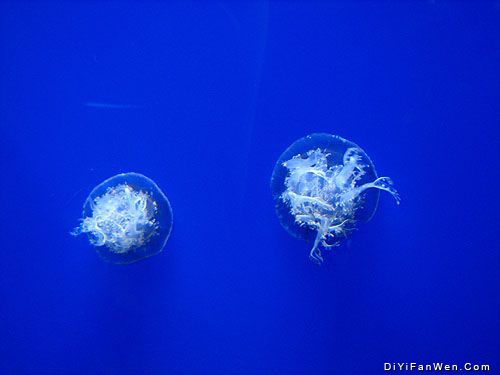 香港海洋公園圖片