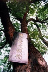 洪洞大槐樹圖片