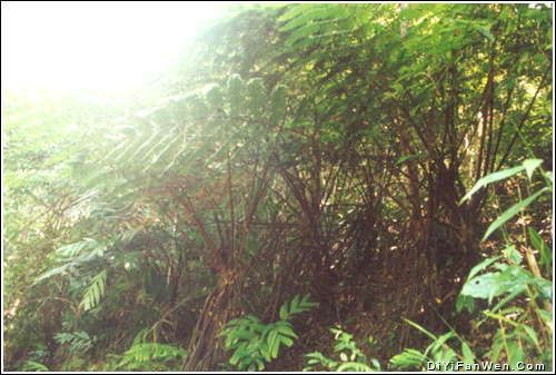 五指山風景區圖片