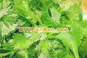 香菜如何保住鮮(圖)