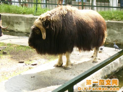 莫斯科動物園圖片