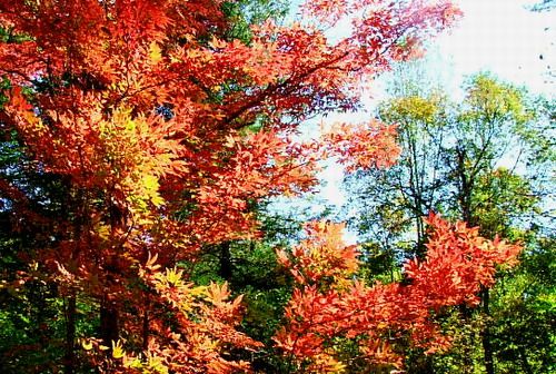 吉林蛟河紅葉谷圖片
