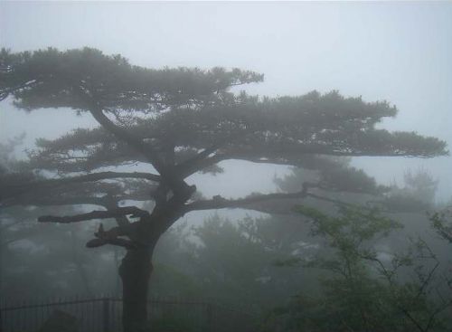 黃山奇松圖片