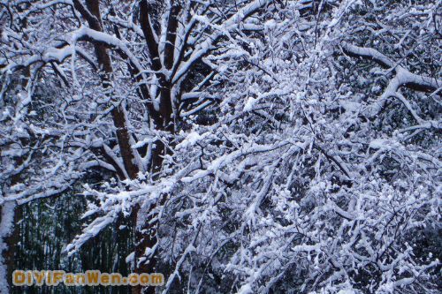 南京連日雪紛紛圖片