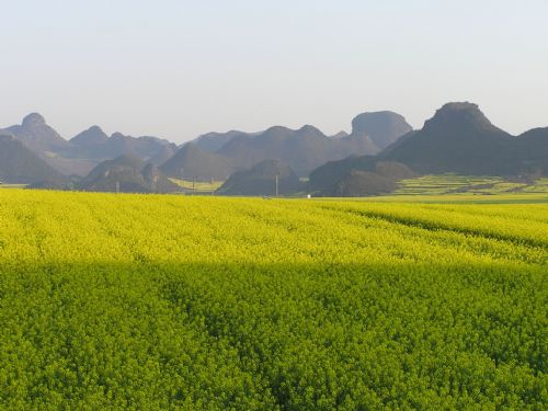 雲南羅平油菜花圖片