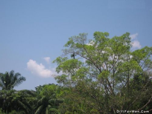熱帶植物園圖片