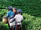 西湖龍井問茶（新十景）