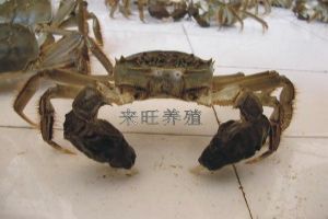 陽澄湖圖片