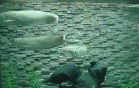 雲龍湖水上世界圖片