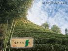 茶鄉問茶