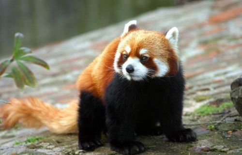 湖南長沙動物園圖片
