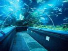 上海海洋水族館