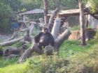 北京動物園組圖（2）