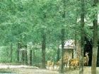東平國家森林公園