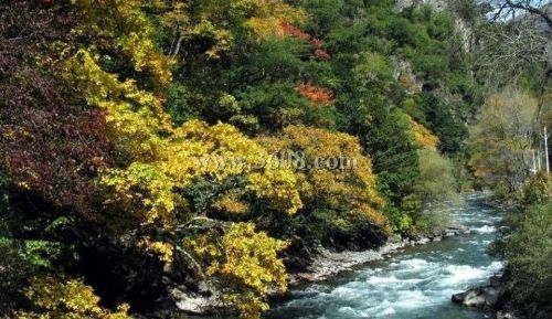 四川米亞羅風景區圖片