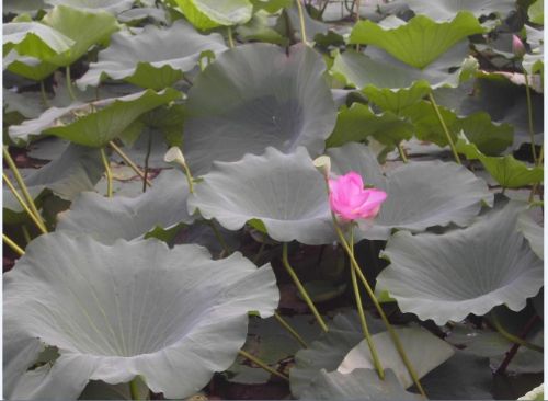 南京玄武湖圖片